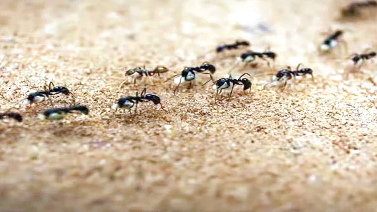 دنیا میں کچھ ایسے جانور بھی ہیں جو سوتے ہی نہیں 