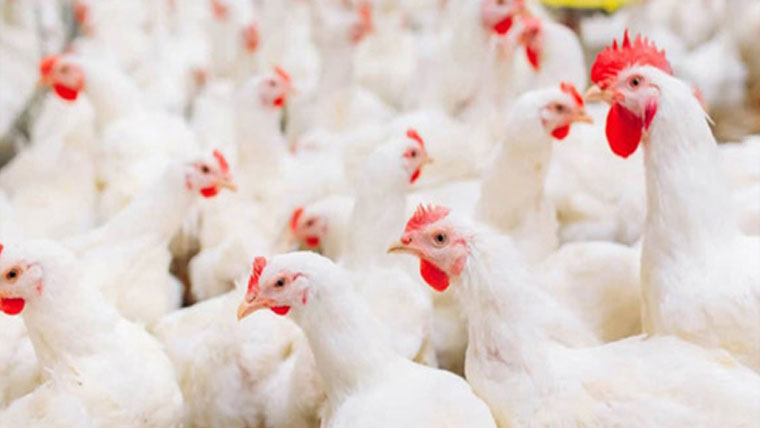 زندہ مرغی مزید 10 روپے کلو سستی