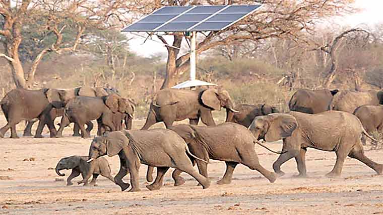 زمبابوے ،ہاتھیوں کے شکار کی منظوری، گوشت عوام میں تقسیم 