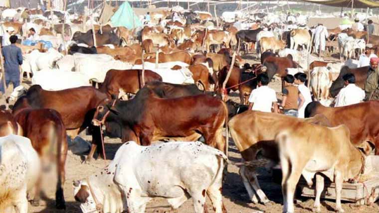 رواں سال ملک بھر میں 69 لاکھ  77 ہزارجانوروں کی قربانی متوقع