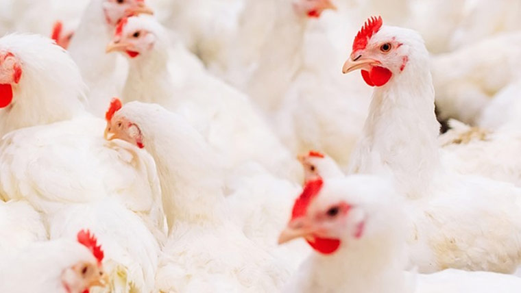 چکن کے ریٹس کنٹرول اور قلت پیدا کرنے والوں کیخلاف کریک ڈائون کا حکم