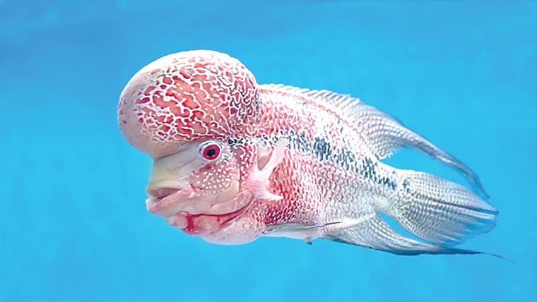 دنیا کی چار سب سے عجیب و غریب مچھلیاں