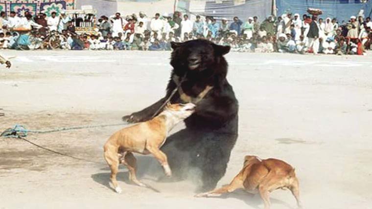 ریچھ کتا لڑائی کی ویڈیو وائرل کرنیوالے سمیت 5 شکاری گرفتار