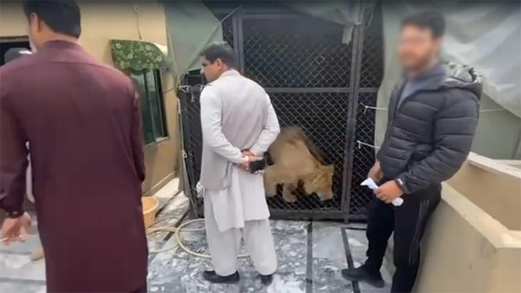  بغیر لائسنس شیر رکھنے اور  سیلفی بنانے پر شہری گرفتار