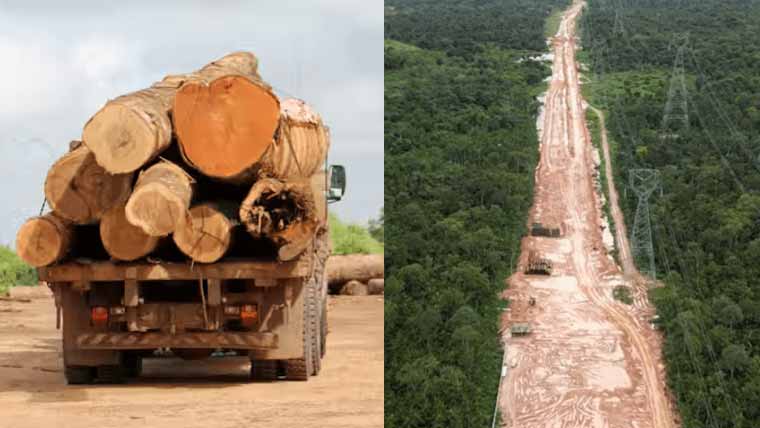 برازیل نے روڈ بنانے کیلئے ہزاروں درخت کاٹ دیے