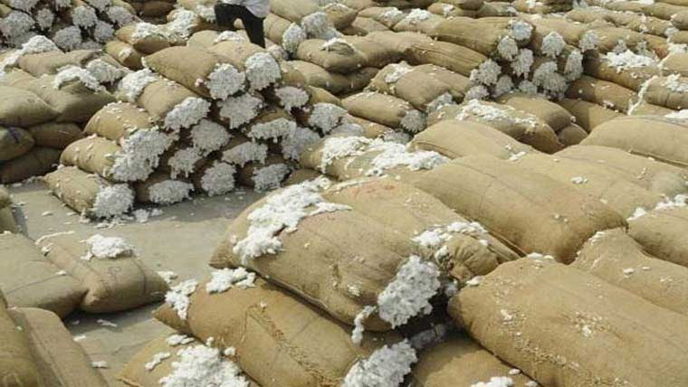 روئی کے بھاؤمیں مندی کا  تسلسل برقرار، اسپاٹ ریٹ  میں مزید 300روپے کی کمی