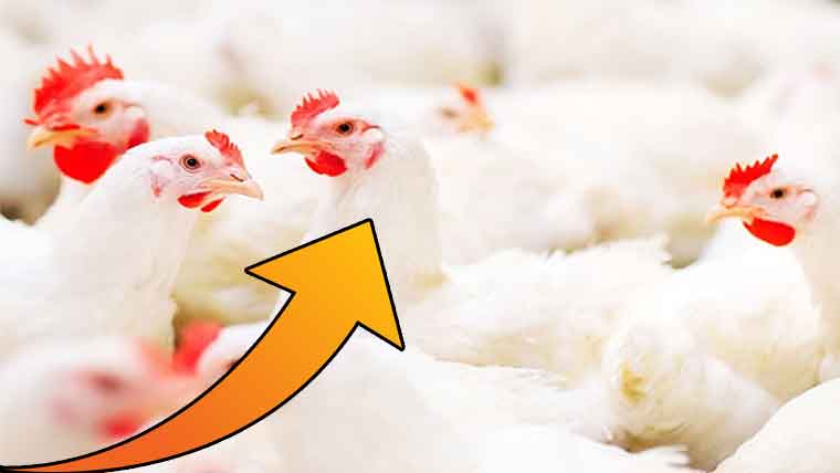 چکن کی فی کلو قیمت 700 سے 750تک پہنچ گئی