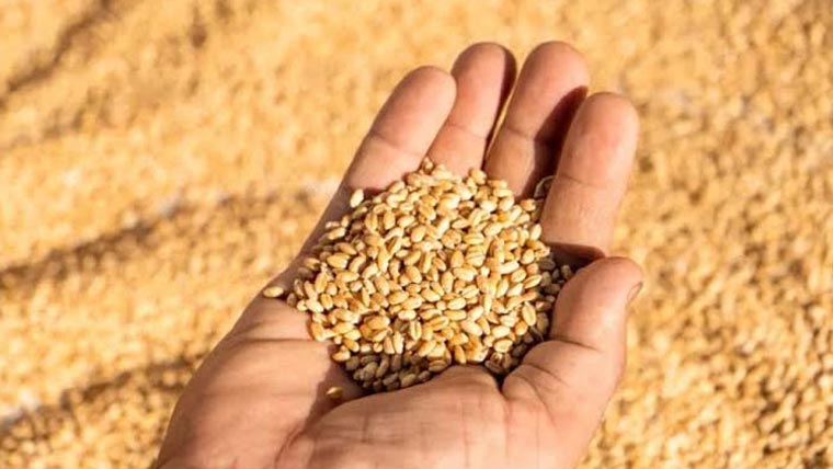  کسانوں کو ویئر ہاؤسز میں گندم رکھنے  کیلئے 4 ماہ کا کرایہ حکومت اداکریگی
