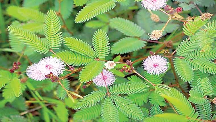 بارش کی آمد کے حوالہ سے پیش گوئی کرنیوالے درخت