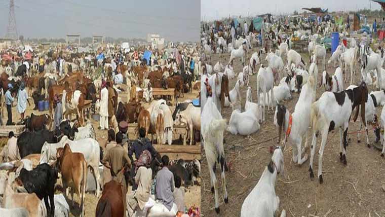  ایشیا کی سب سے بڑی مویشی منڈی میں قربانی کے جانوروں کی بھرمار
