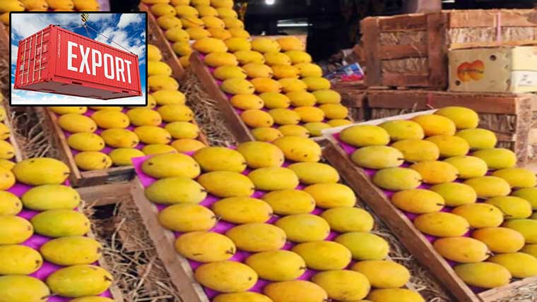 آم کی برآمدات کا 25مئی سے آغاز،سرکلرجاری 