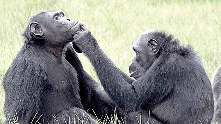  چمپانزی کو بیماریوں،چوٹوں کے علاج کا طریقہ معلوم 