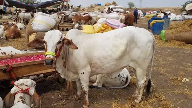  مویشی منڈی میں بیوپاریوں سے غیر قانونی وصولیاں 