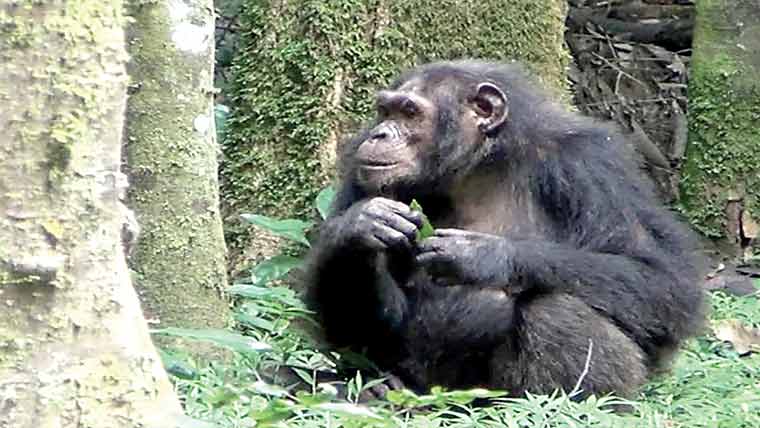  بندروں میں زخموں کے علاج کیلئے پودوں کا استعمال 