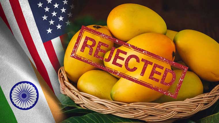 امریکا کا لاکھو ں ڈالر کے بھارتی آم لینے سے انکار، شپمنٹ واپس 