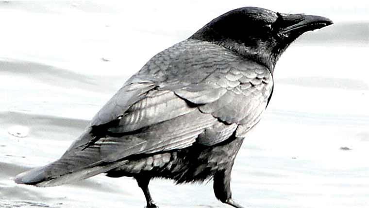 کوے جیومیٹری بھی جانتے ہیں،نئی تحقیق میں دعویٰ