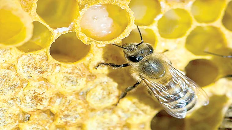 سائنسدانوں کی شہد کی مکھیوں کیلئے نئے خطرات کی نشاندہی