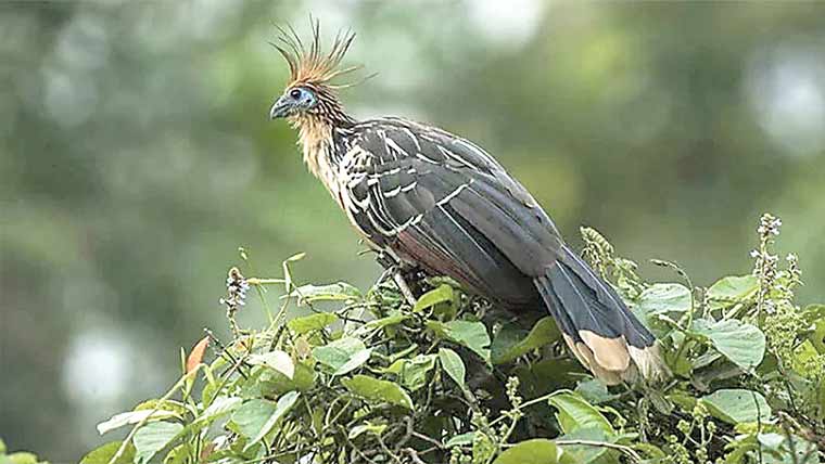 امیزون جنگلات میں پایا جانے والا دنیا کا بدبو دار ترین پرندہ