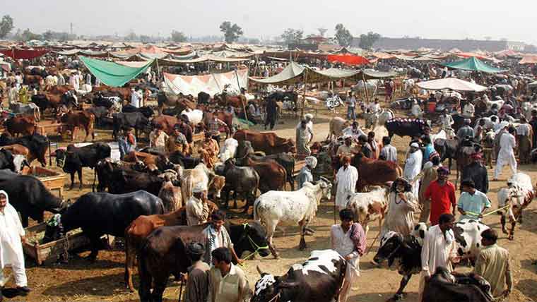 عید الاضحی : مویشی منڈیاں فعال، سہولیات کا فقدان 