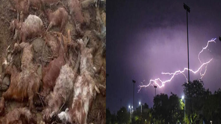 راجوری، آسمانی بجلی گرنے سے  100سے زائد بھیڑ بکریاں ہلاک