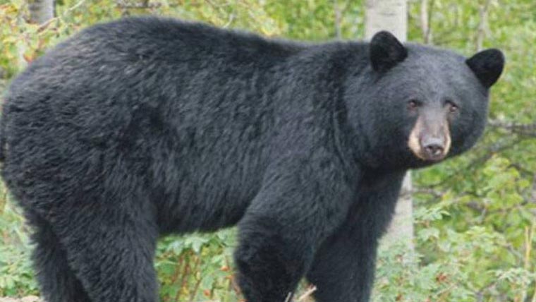 سلوواکیہ :ریچھ کا گوشت  فروخت کرنے کی اجازت 