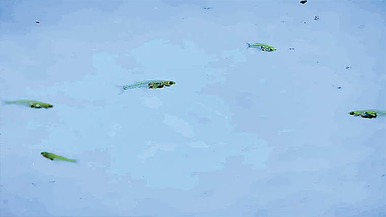  ناخن جتنی مچھلی کی ہاتھی سے بھی زیادہ اونچی آواز 