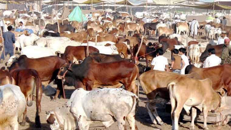  عید قریب، جانوروں کی خریدو فروخت تیز، قیمتیں آسمان پر