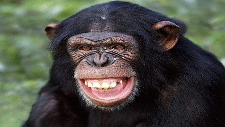چمپینزی بھی انسانوں کیطرح سوچتے ہیں، دلچسپ انکشاف