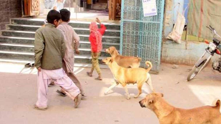 جیکب آباد:750 افراد چوہوں، بلیوں، کتوں کے کاٹنے سے زخمی 