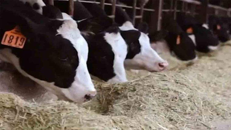  لائیو اسٹاک سیکٹر کی جدید بنیادوں  پر ترقی کیلئے اقدامات جاری 