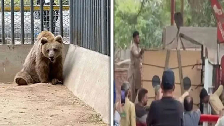 رانو ریچھ کراچی سے اسلام آباد منتقل