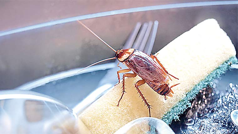 گھر وں میں لال بیگ کی بھرمار مختلف امراض کا سبب