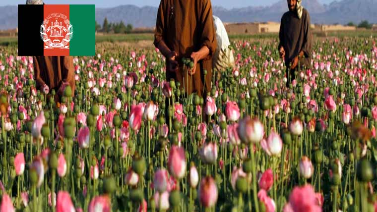 افغانستان میں افیون کی کاشت میں 20 فیصد کمی 