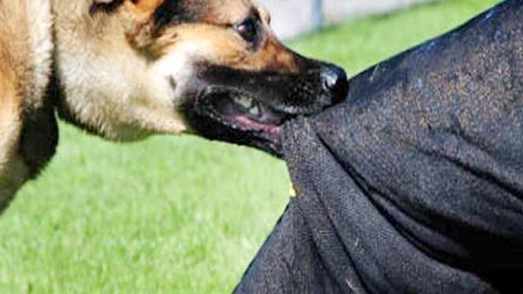 سگ گزیدگی سے 4معصوم بچے زخمی 