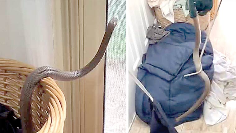آسٹریلیا:لانڈری کی ٹوکری سے زہریلا سانپ نکل آیا