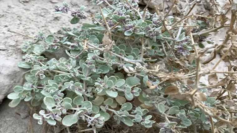 موت کی وادی میں پنپنے والا پودا انسانی بقا کیلئے اہم 