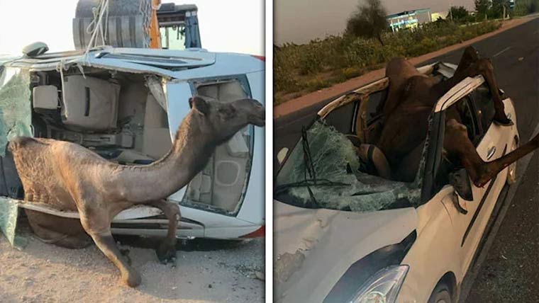راجستھان میں اونٹ گاڑی کی چھت توڑ کر اندر پھنس گیا