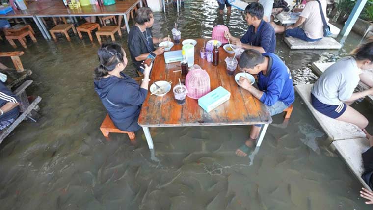  تھائی ریسٹورینٹ میں سیلابی پانی اور مچھلیوں کے درمیان کھانا 