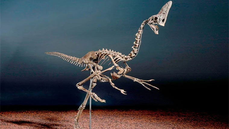 110کروڑ کی ڈائنو سارکی باقیات نیلامی کیلئے تیار