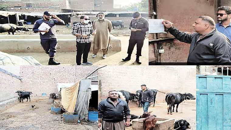 شہر سے مویشیوں کے انخلا  کیلئے آپریشن، 30 باڑے سیل 