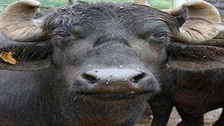 باڑے کی چھت گرنے  سے 16 بھینسیں ہلاک 