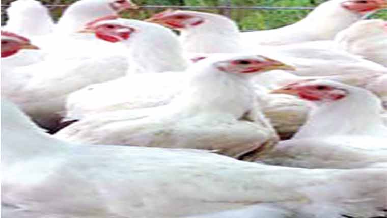  گوشت 14روپے کلو سستا