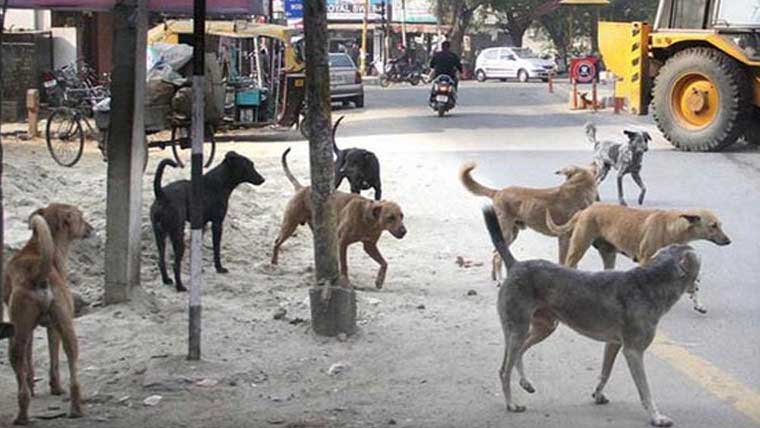 آوارہ کتوں کی بڑھتی تعداد سے شہری پریشان،ٹائون انتظامیہ خاموش