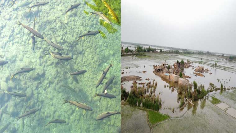 سیلاب سے فش فارمز کو نقصان، مچھلی کی پیدوار متاثر 