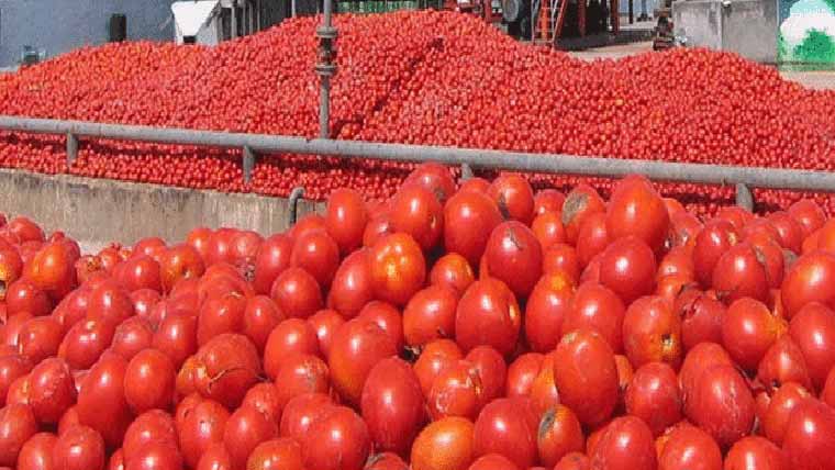 ٹماٹر کی 5ویں سنچری،ریٹ چکن سے زیادہ ،صارفین کے چہرے لال 
