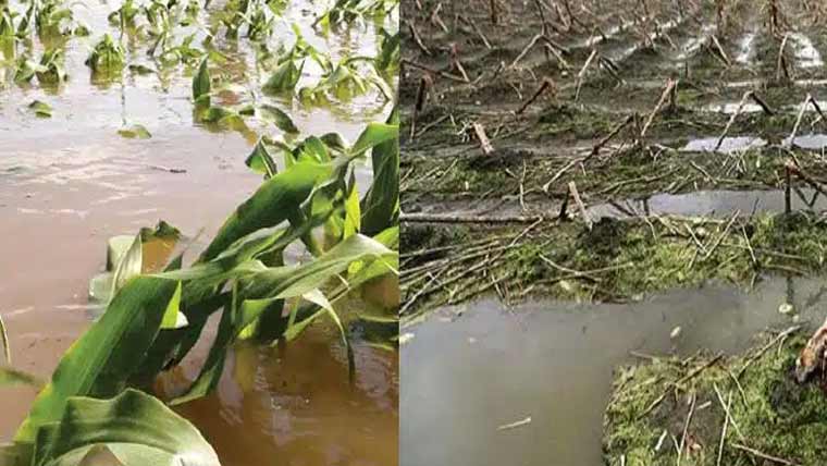  سیلابی ریلوں سے ہزاروں ایکڑ فصلیں تباہ، زرعی بحران