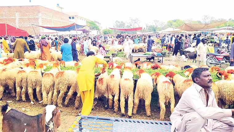 راہوالی :قربانی کے جانوروں کی آ مد ، مویشی منڈیاں آباد 