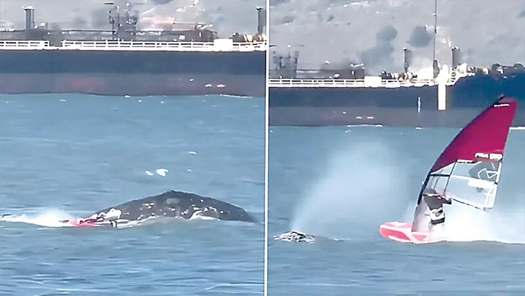 دیو ہیکل وہیل نے سمندر میں وِنڈ سَرفر کو اڑا دیا 