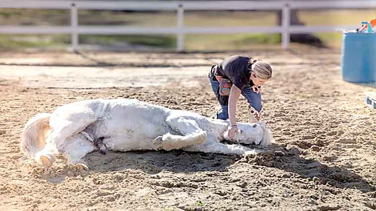 امریکا: 3 منٹ کے اندر 38 کرتب دِکھانے والا گھوڑا