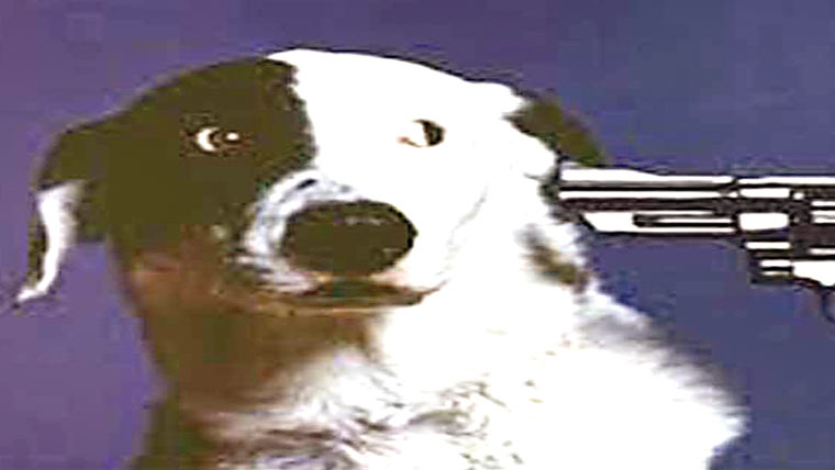  پاگل کتے کو قابو کر لیا